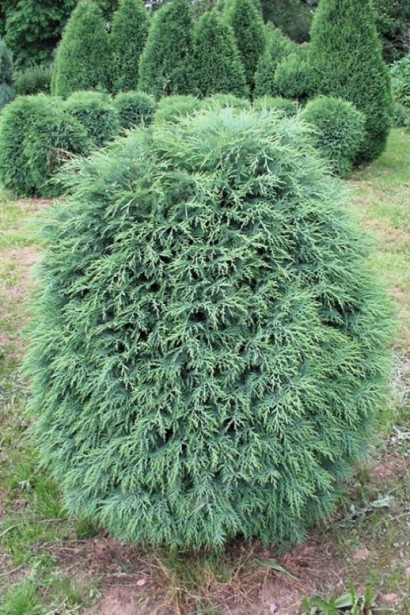 Кипарисовик компактный Сильвер Глобус